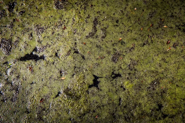 Burbujas Superficie Del Agua Del Pantano Fondo Abstracto — Foto de Stock