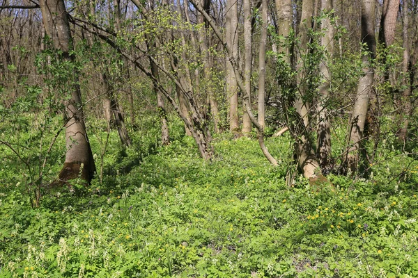 Яскрава Весняна Трава Зеленому Лісі — стокове фото