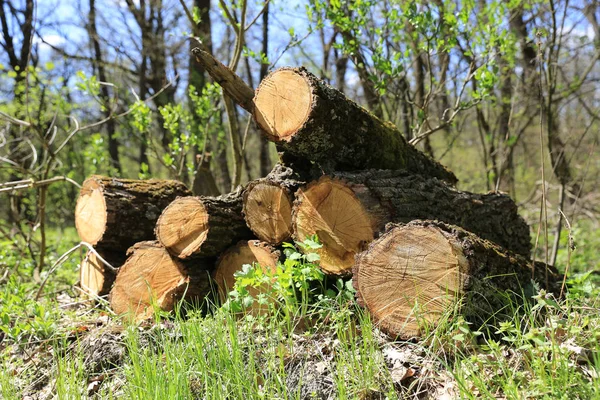 Firewood Forest Sunny Day — Stock Photo, Image