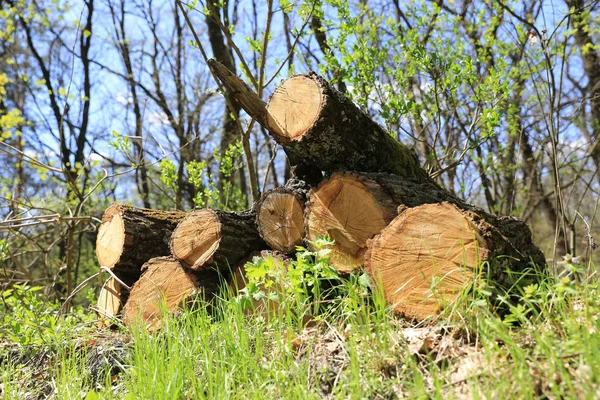 Oak Logs Groene Weide Voorjaar Bos — Stockfoto