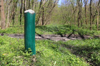 Yeşil bahar ormanında ahşap bir kale.