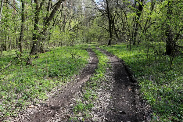 緑の春の森の根道 — ストック写真