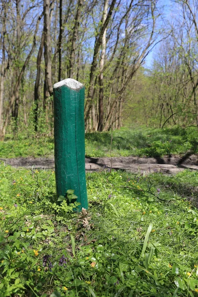 wooden painted wooden post in green forest