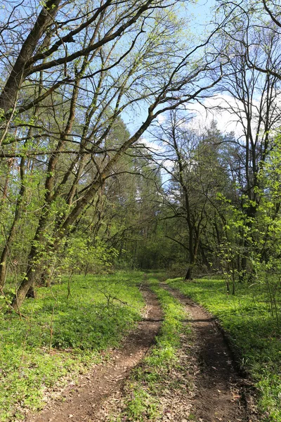 Strada Sterrata Primavera Foresta Verde — Foto Stock