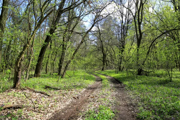 Estrada Floresta Suja Tempo Primavera — Fotografia de Stock