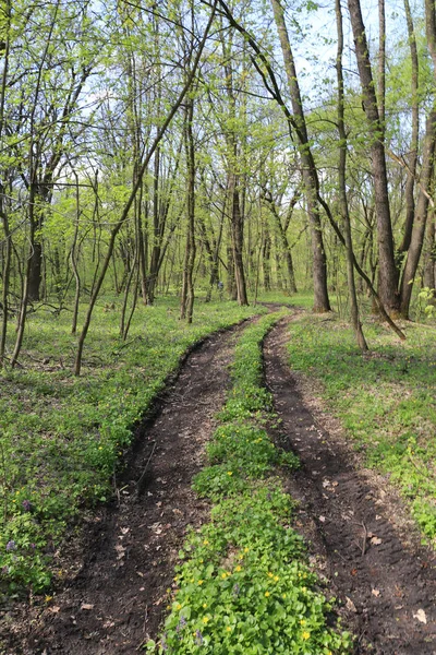 Strada Sterrata Nel Verde Bosco Primaverile Giorno Sanny — Foto Stock