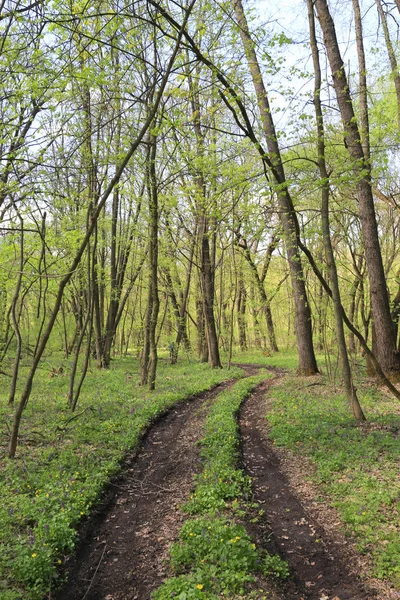 Dirty Patway Green Spring Forest — Stock Photo, Image