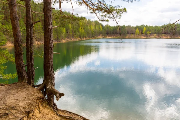 Landskap Med Tall Nära Lake Skogen — Stockfoto