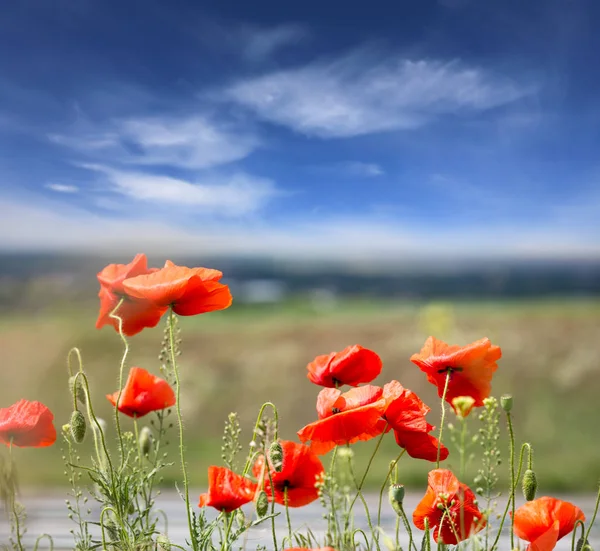 Wild Poppy Flowers Summer Meadow — Stock Photo, Image