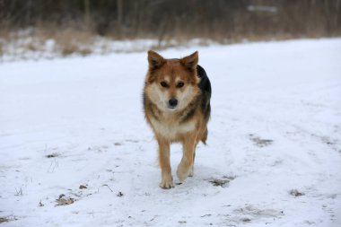 karlı çayır üzerinde yürüyen köpek