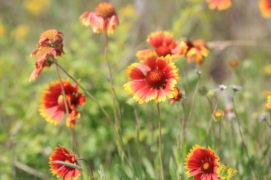 çayır üzerinde güzel kırmızı kır çiçekleri