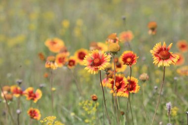 vahşi çiçek çayır yaz saati