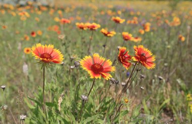 Yaz otlağında yabani çiçekler