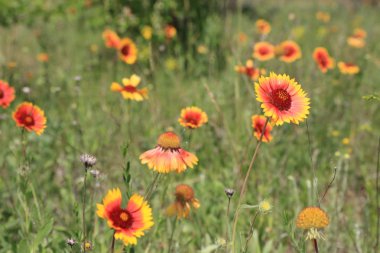 Güzel bir yaz çayırı.