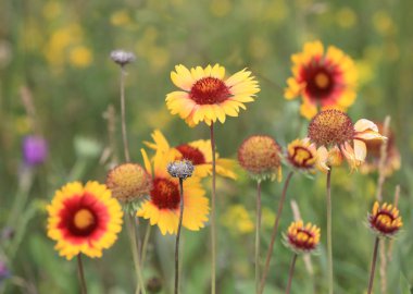 Yaz aylarında vahşi sarı çiçek