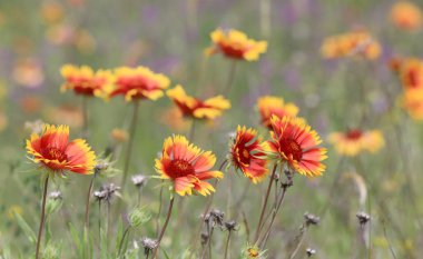 yaz çayır üzerinde soyut kır çiçekleri