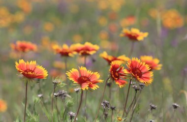 Yaz otlağında yabani çiçekler
