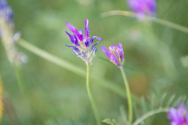 soyut çiçek çayır yaz saati