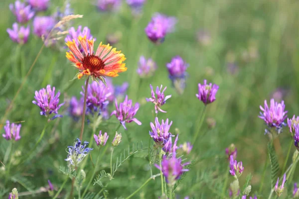 素敵な夏野生花草原 — ストック写真