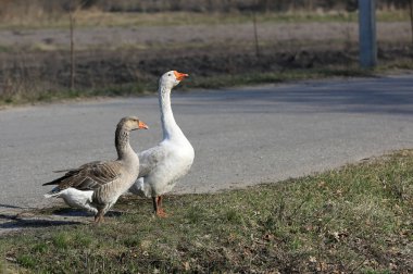 Mera üzerinde sabah ışığında iki kırsal kazların