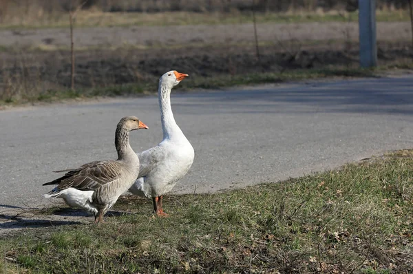 Two Rural Gooses Morning Light Pasture — Stock Photo, Image