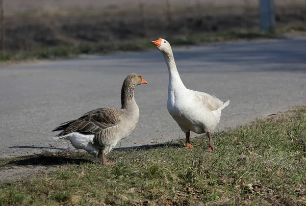 Dos Gallinas Granja Rural — Foto de Stock