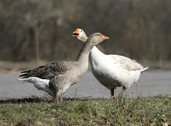 Gooses Rurales Sur Prairie Matin — Photo