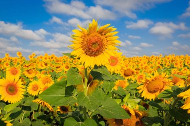 Ayçiçeği çayır yaz gününde