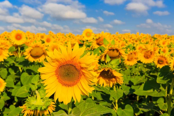 Joli Champ Tournesols Sous Ciel Bleu Witj Nuages Blancs — Photo