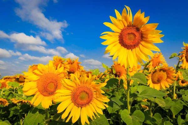 Campo Cultivo Verano Con Girasoles Día Soleado —  Fotos de Stock