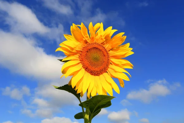 Schöne Sonnenblume Auf Blauem Himmel Hintergrund Sommertag — Stockfoto