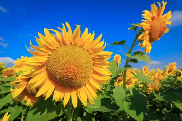 Gele Zonnebloemen Onder Blauwe Hemel Zonnige Dag — Stockfoto