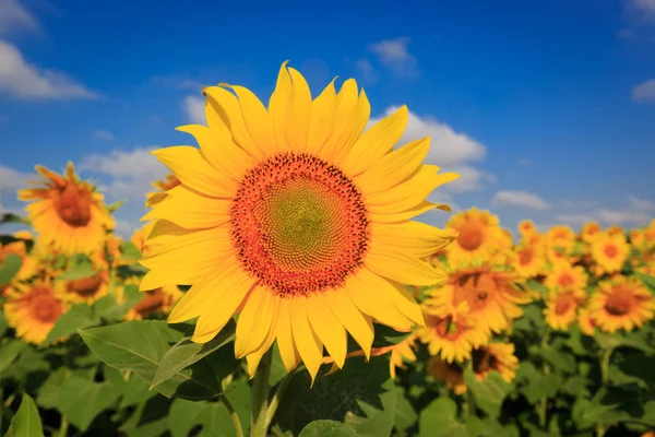 Mooie Landbouw Veld Met Zonnebloemen — Stockfoto