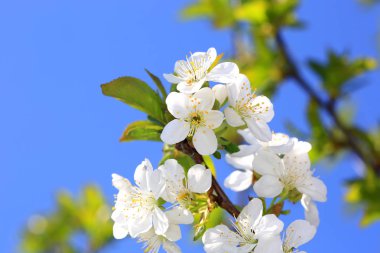 bahar günü güzel çiçek açan ağaç dalında