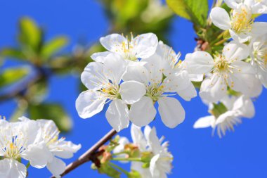 kiraz ağacı çiçek bahar günü