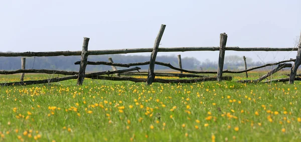 Clôture Bois Sur Belle Prairie Fleurs — Photo