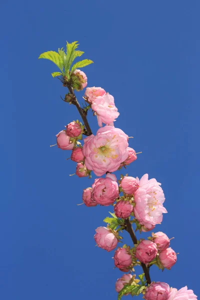 Szép Ping Virágok Villásreggeli Kék Háttér — Stock Fotó