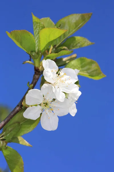 Cseresznyefa Gally Tavasszal Virágzó — Stock Fotó