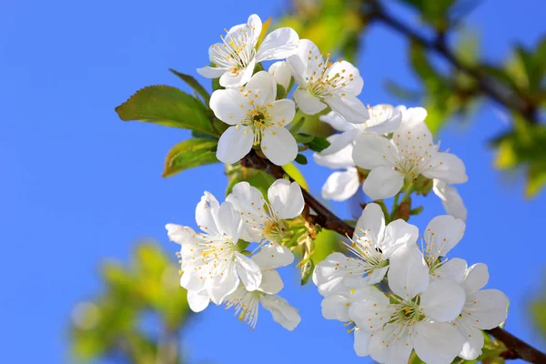 Blooming Cherry Tree Twig Spring Day — Stock Photo, Image