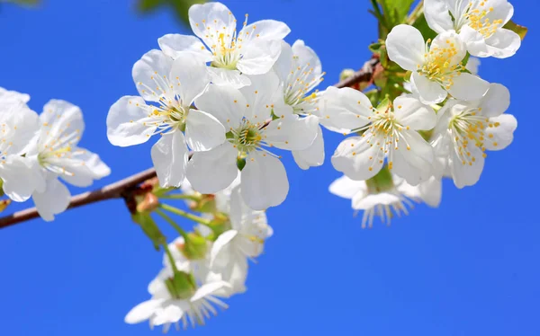 Tavasszal Cseresznye Gallyat Kék Háttér — Stock Fotó