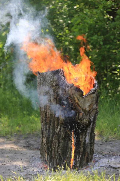 Souche Bois Brûlant Sur Prairie Dans Forêt — Photo