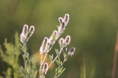Yaz kır çiçekleri çayır üzerinde