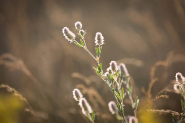 yaz çayır - yumuşak fotoğraf üzerinde küçük kır çiçekleri