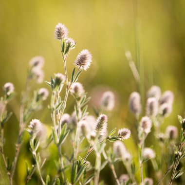 yaz çayır üzerinde güzel soyut kır çiçekleri