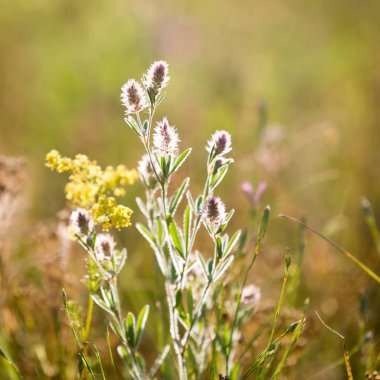 güzel ihale yaz çiçek çayır