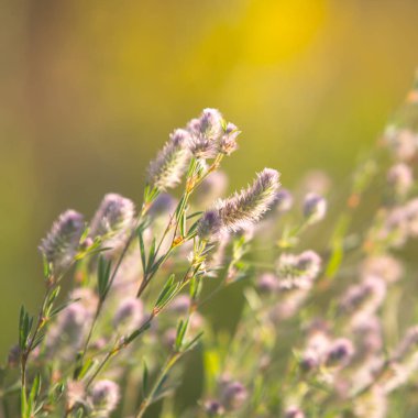 kır çiçekleri güzel görünümünde yaz çayır üzerinde