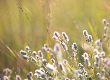 yaz çayır üzerinde küçük hassas kır çiçekleri