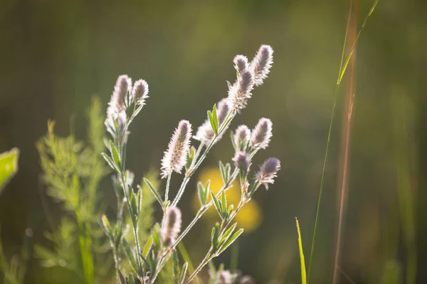 Fleurs Sauvages Été Sur Prairie — Photo
