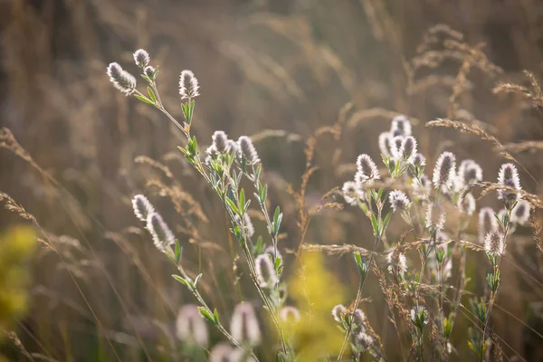 vahşi çiçek çayır yumuşak fotoğraf
