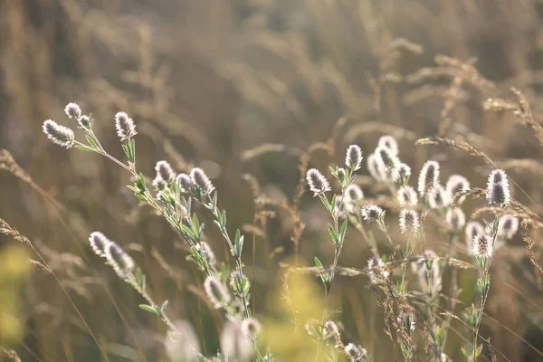 yaz çayır üzerinde güzel kır çiçekleri